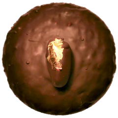 Sapori trans 346